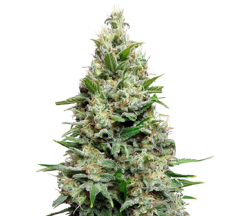 Cherry Diesel Cannabis Seeds