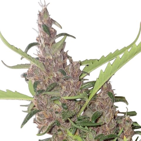 Cherry Kush Cannabis Seeds