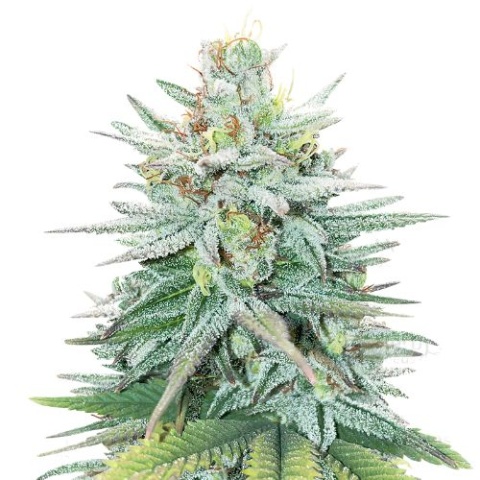 Cherry Pie cannabis seeds