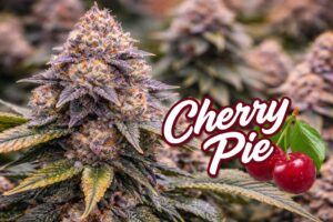 Cherry Pie Cannabis Strains