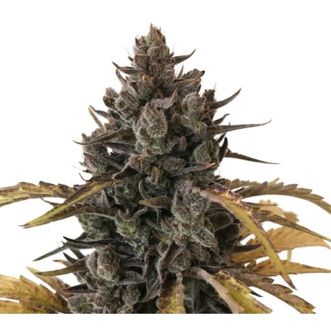 Chocolate Chunk Cannabis Seeds