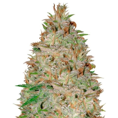 Chocolate Orange Cannabis Seeds