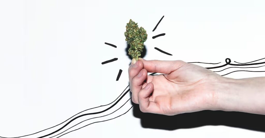 Choose Cannabis Varieties with Care