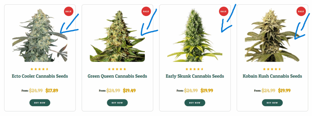 buy marijuana seeds