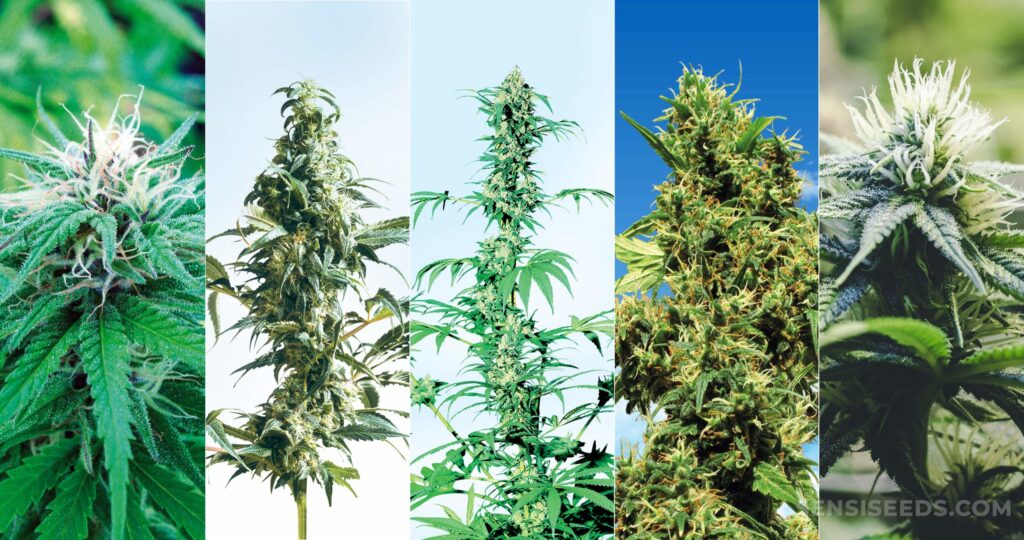Cannabis Seeds: What to Choose Now