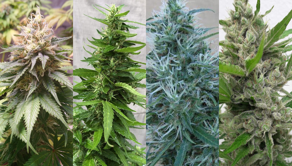 hybrid strains