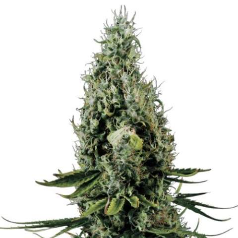 Cinderella 99 Cannabis Seeds
