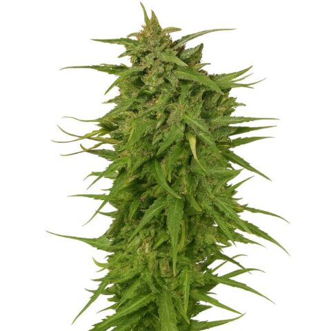 Cinex cannabis seeds