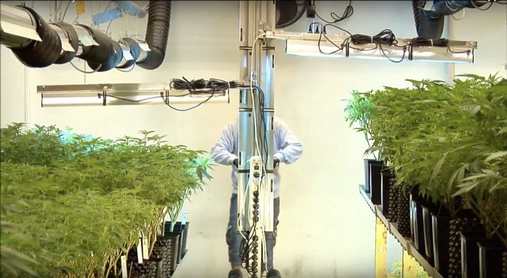 CleanLight in medical cannabis 1024x563 1