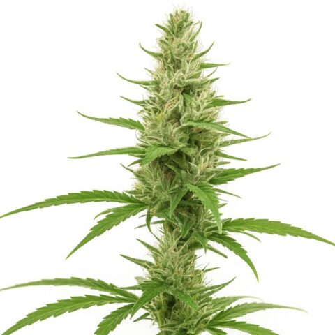 Close-up of a Clementine cannabis bud with light green flowers, orange pistils, and a frosty coating of trichomes.