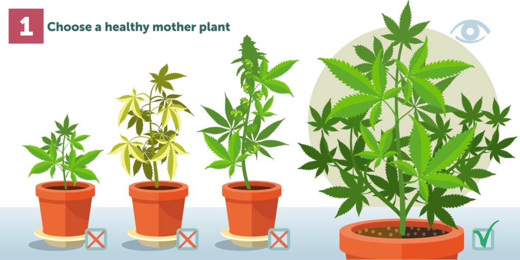 Cannabis Cloning
