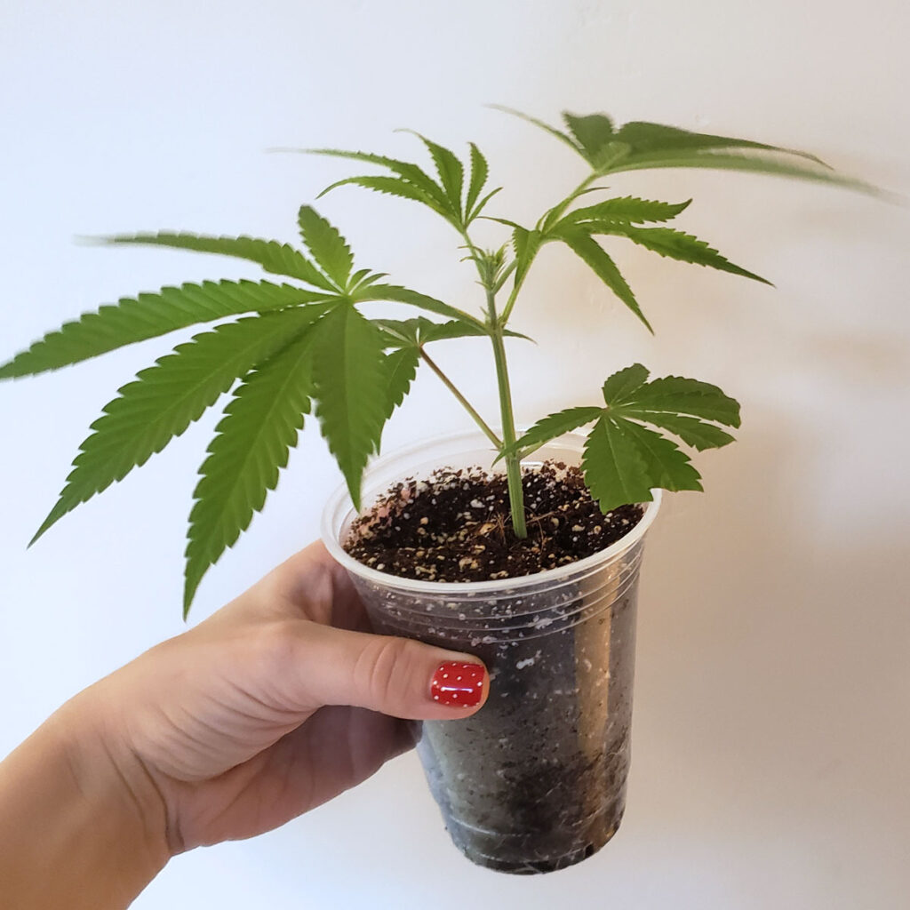 Cannabis Cloning