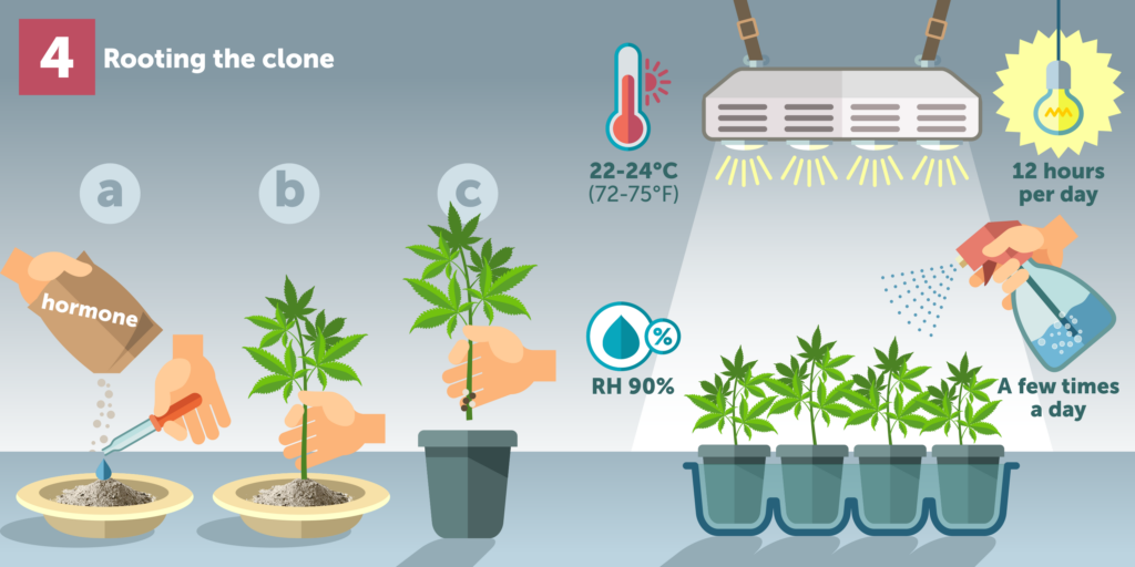 Cannabis Cloning