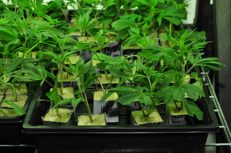 Cannabis Cloning