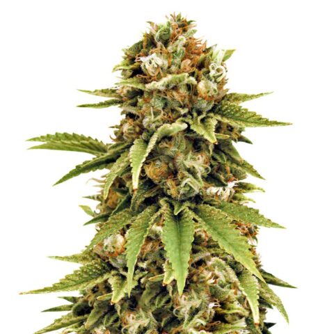 Cluster Bomb Cannabis Seeds