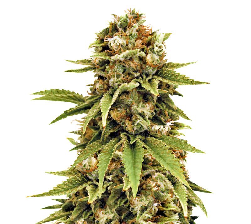 Cluster Bomb Cannabis Seeds