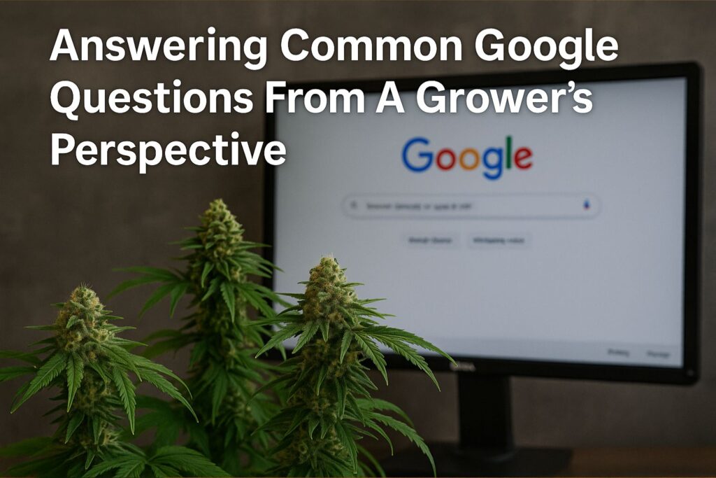 weed and antibiotics side effects