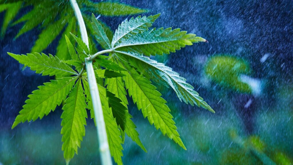 Consequences of Prematurely Harvesting Autoflower Cannabis Plants