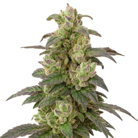 Coffee cannabis seeds