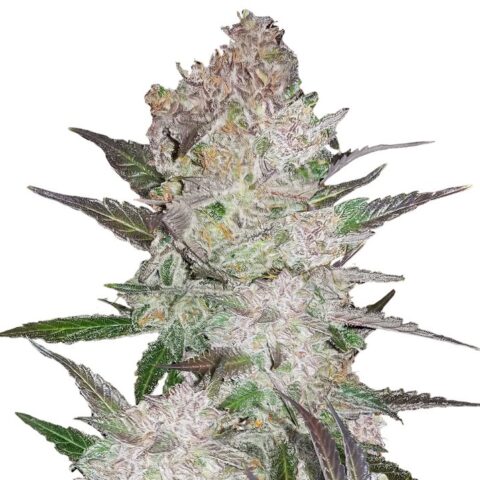 Cookie Wreck Cannabis Seeds