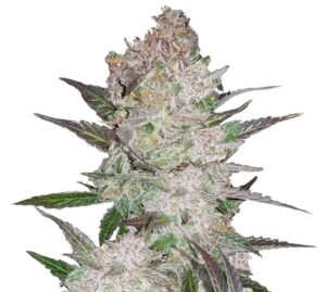 Cookie Wreck purple and green hues