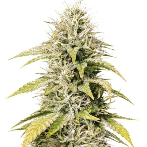 Cookies and Cream cannabis seeds