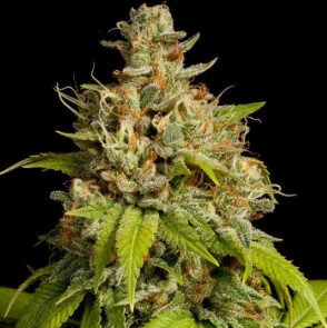 Copper Kush trichomes