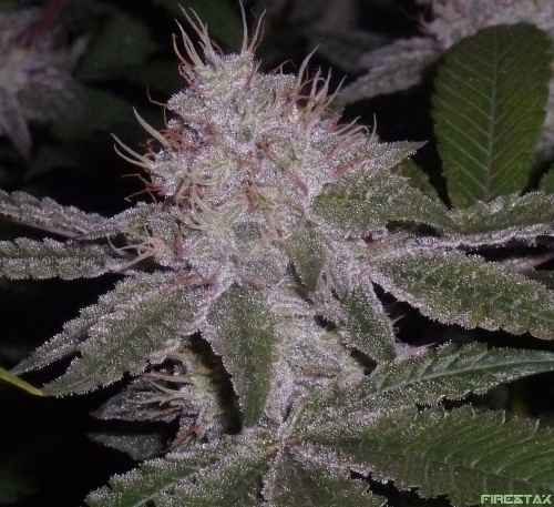 Critical Glue trichomes 1