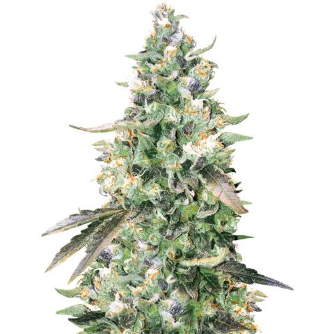 Critical Bilbo Cannabis Seeds