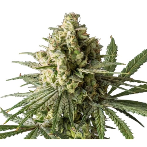 Critical Glue Cannabis Seeds