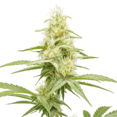 Close-up of a Critical Jack cannabis plant showing tall, resin-coated buds with pale green leaves and emerging white pistils.