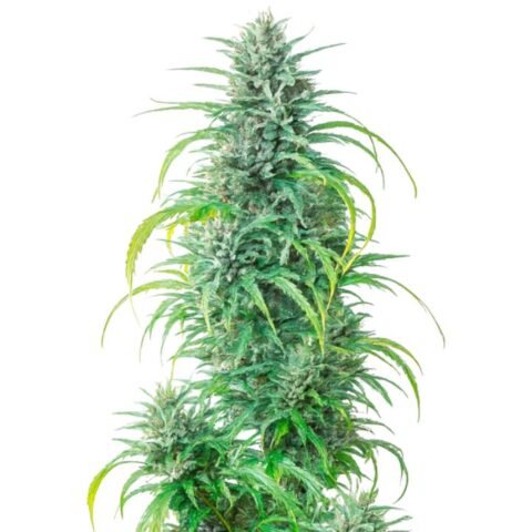 Full view of a Critical Kush cannabis plant displaying a long, central cola covered in trichomes with slender green leaves.