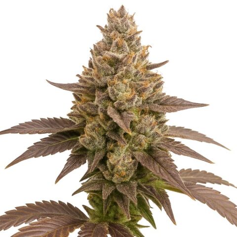 Close-up of a Critical Plus cannabis plant featuring resin-rich purple buds, orange pistils, and dark green to violet leaves.