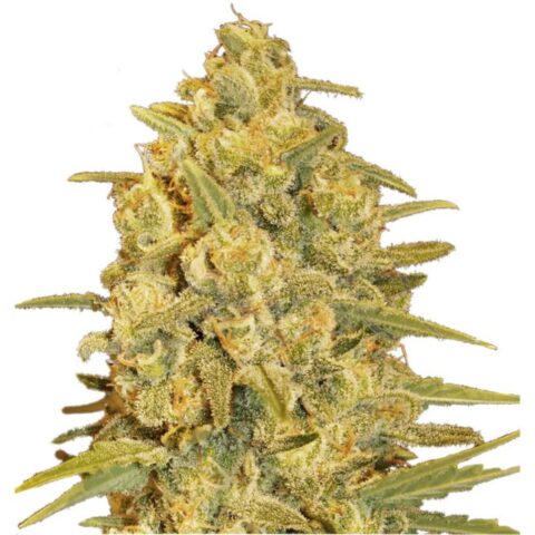 Critical Sensi Star Cannabis Seeds