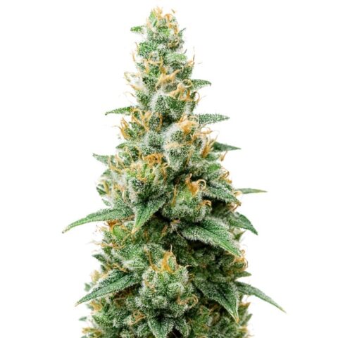 Close-up of a Headband cannabis plant featuring chunky, trichome-rich buds with orange pistils and serrated green leaves.