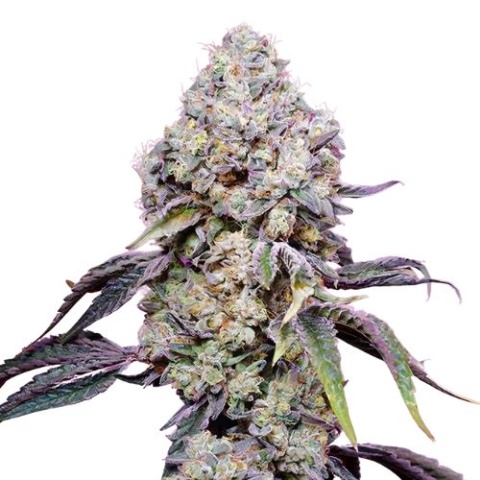 Crouching Tiger Hidden Alien Cannabis Seeds