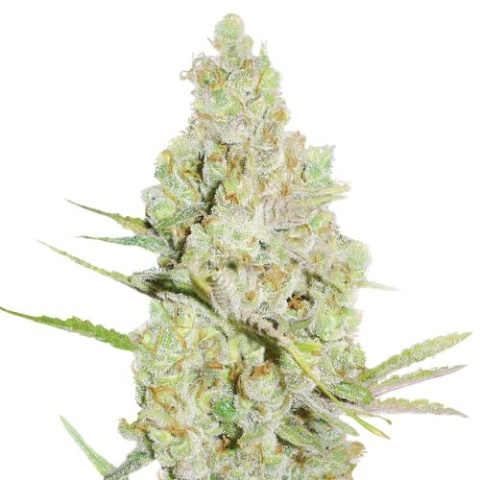 Crystal Coma Cannabis Seeds