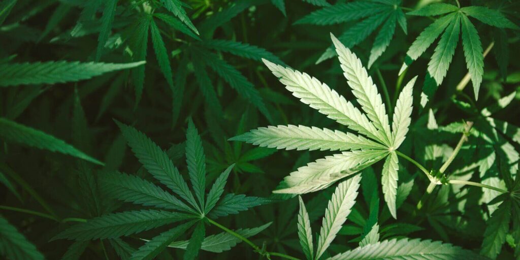 Cultivating Earth Toned Cannabis Varieties