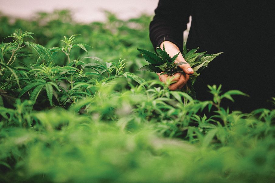 Cultivating a Sustainable Future