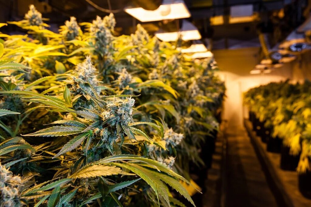 Cultivation Strategies for Illinois Cannabis Growers