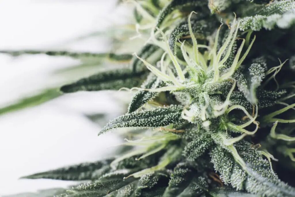 Cultivation Techniques to Enhance Aesthetic Appeal