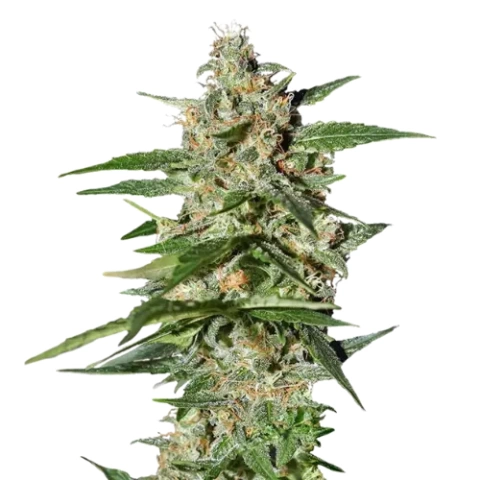 Damnesia Cannabis Seeds