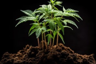 Dancehall cultivation