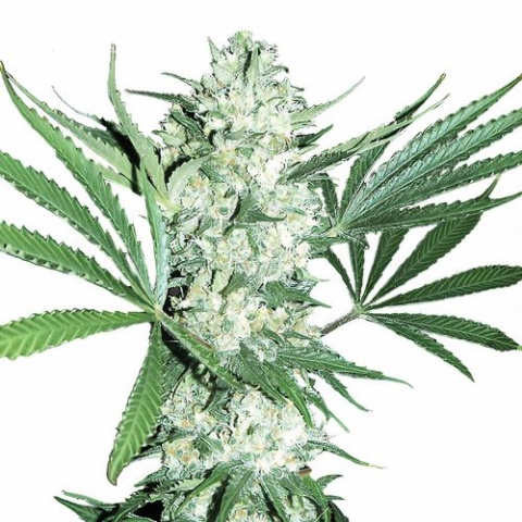 Dancehall CBD Cannabis Seeds