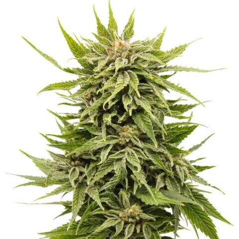 Dank Schrader Cannabis Seeds