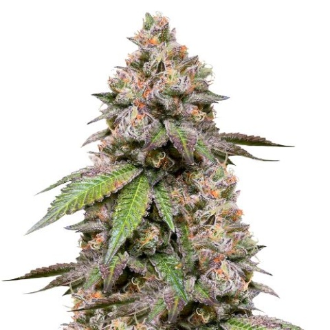 Dank Sinatra Cannabis Seeds