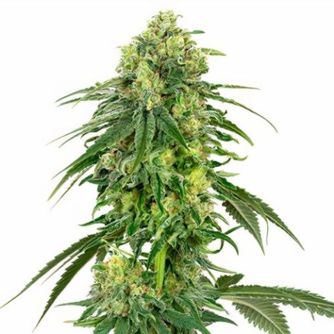 Deadhead OG Cannabis Seeds