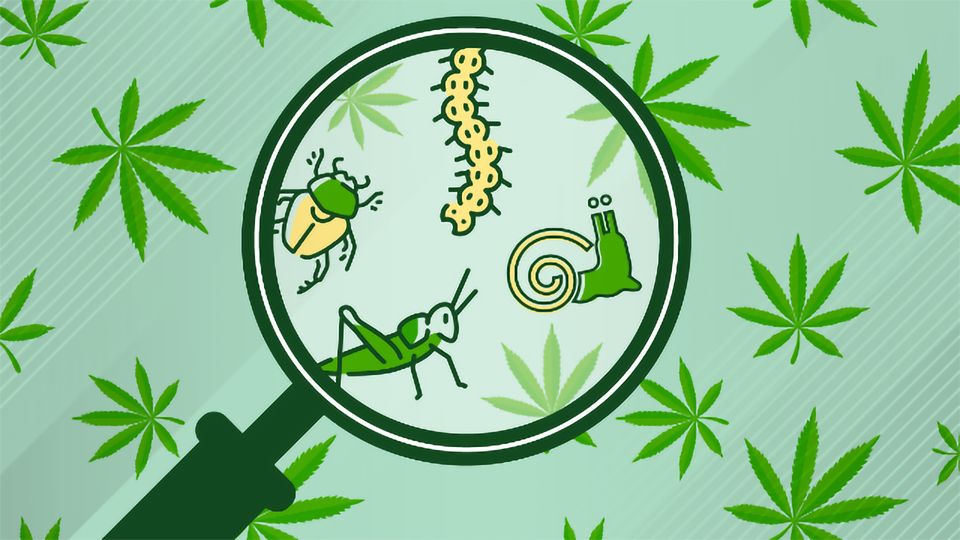 Deep Dive into Pest Identification and Management Strategies