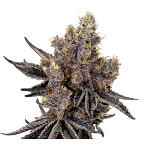 Deep Chunk Cannabis Seeds