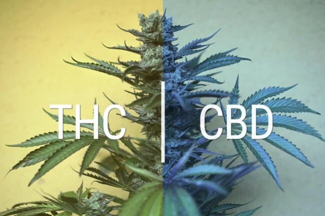 Does CBD Offset THC